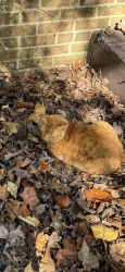 Lost Male Cat last seen Norwood Rd and Hwy 3 , Concord, NC 28027