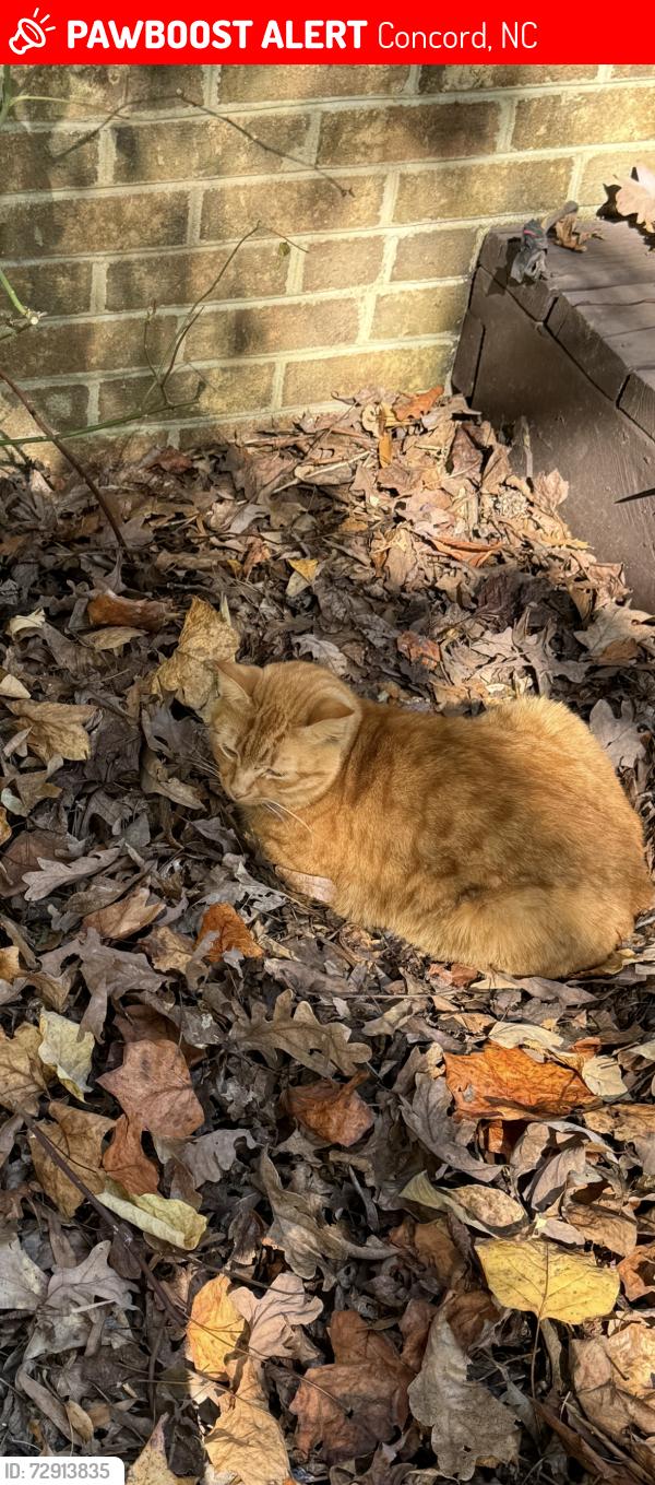 Lost Male Cat last seen Norwood Rd and Hwy 3 , Concord, NC 28027