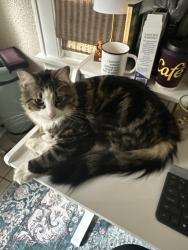 Reunited Male Cat last seen Michigan Street and Emerson Street, Indianapolis, IN 46219