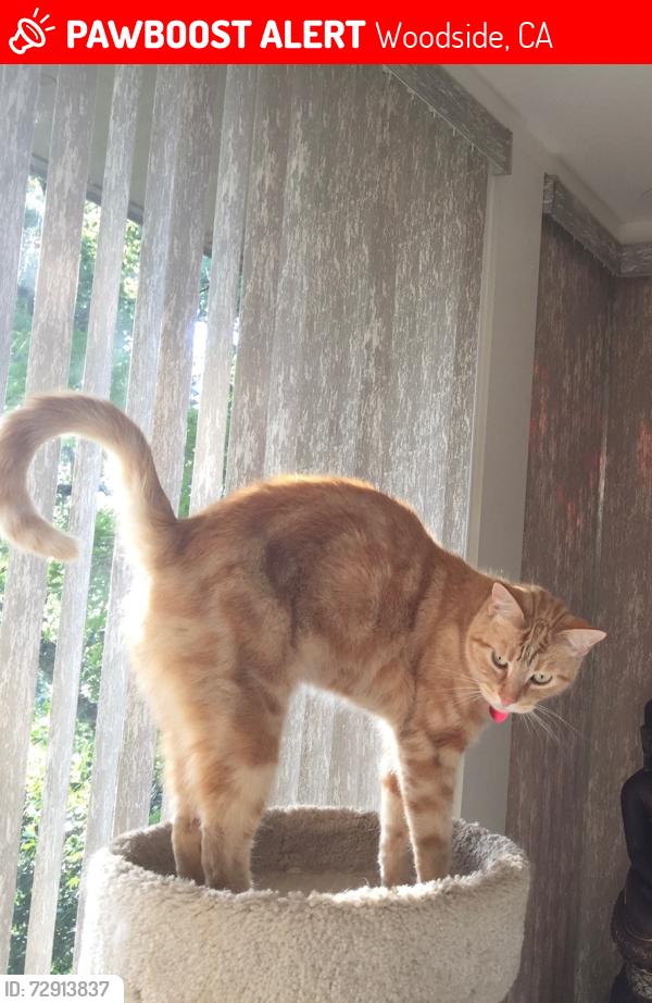Lost Male Cat last seen sheridan way, Woodside, CA 94062