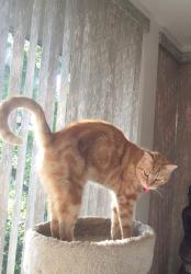 Lost Male Cat last seen sheridan way, Woodside, CA 94062