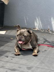 Reunited Female Dog last seen Near Yarmouth Ave, Reseda, CA 91335, USA, Los Angeles, CA 91335
