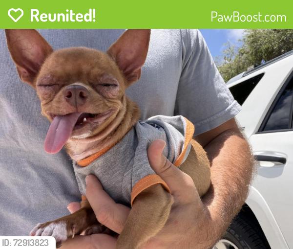 Reunited Male Dog last seen Near SW 82nd Ct, Miami, FL 33143, USA, Miami, FL 33143