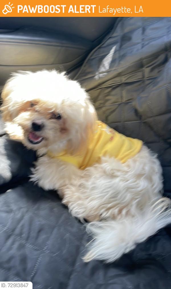 Found/Stray Unknown Dog last seen Guidry, Lafayette, LA 70500