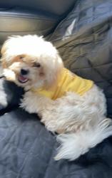 Found/Stray Unknown Dog last seen Guidry, Lafayette, LA 70500
