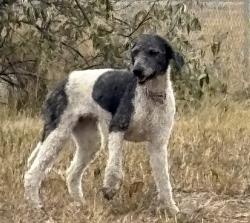 Lost Female Dog last seen twp road 235A  , Rocky View County, AB T1X 2C9