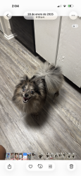 Lost Male Dog last seen Cafetería cxffeblack, Memphis, TN 38122
