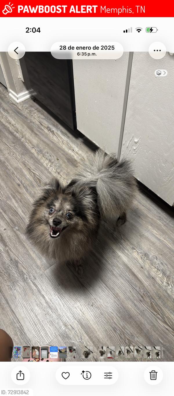 Lost Male Dog last seen Cafetería cxffeblack, Memphis, TN 38122