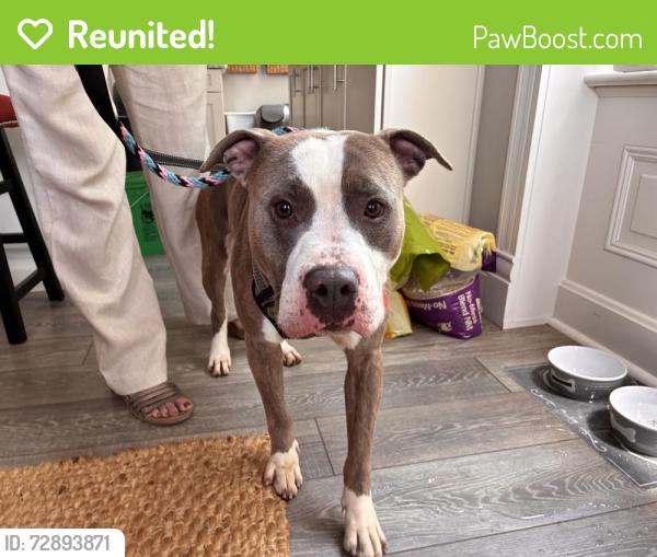 Reunited Male Dog last seen Hickory and Tucker, St. Louis, MO 63104