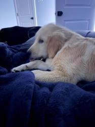 Reunited Female Dog last seen Hampton rd , Mobile, AL 36608