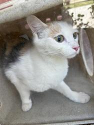 Shelter Stray Female Cat last seen Near BLOCK S REDWING ST, WEST VALLEY CITY UT 84119, Salt Lake City, UT 84120