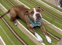 Shelter Stray Male Dog last seen Near BLOCK ALGONQUIN ST, DETROIT, MI 48215, 7401 Chrysler Dr, Detroit, MI 48211, USA