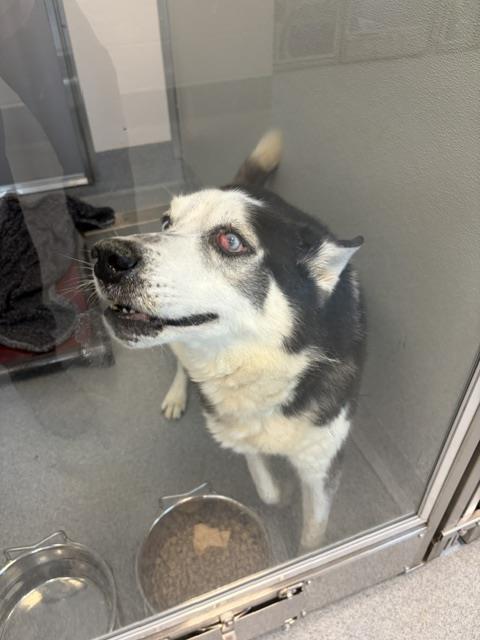 Shelter Stray Male Dog last seen Near , Indianapolis, IN 46221
