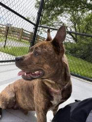Shelter Stray Male Dog last seen Near , Indianapolis, IN 46221