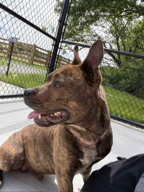 Shelter Stray Male Dog last seen Near , Indianapolis, IN 46221