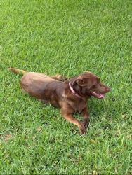 Reunited Unknown Dog last seen Animal Control Picked it up, Tyler, TX 75704