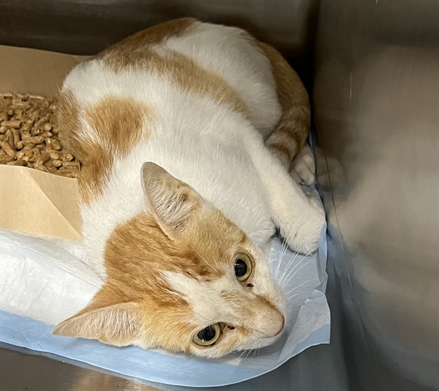 Shelter Stray Female Cat last seen LEEWARD ST EUSTIS, 12280 County Rd 448, Tavares, FL 32778, USA