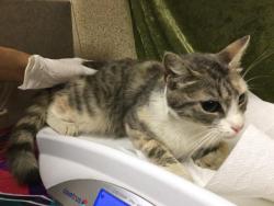 Shelter Stray Female Cat last seen Near BLOCK CANAL, Jurupa Valley, CA 92509