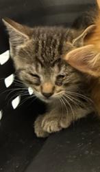 Shelter Stray Female Cat last seen Near BLOCK PEARL ST, Brighton, CO 80601