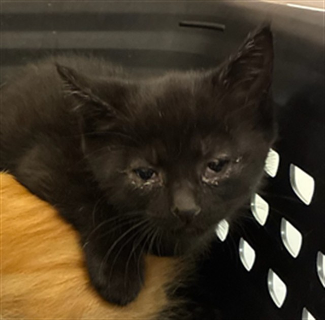 Shelter Stray Female Cat last seen Near BLOCK PEARL ST, Brighton, CO 80601
