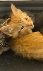 Shelter Stray Male Cat last seen Near BLOCK PEARL ST, Brighton, CO 80601