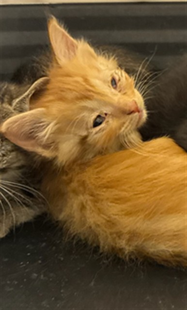 Shelter Stray Male Cat last seen Near BLOCK PEARL ST, Brighton, CO 80601
