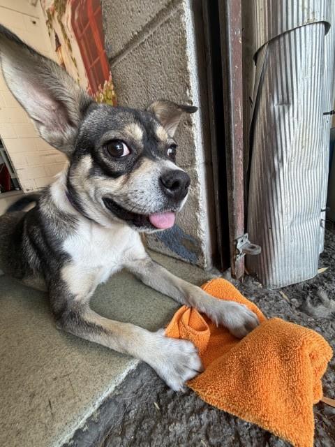 Shelter Stray Male Dog last seen HEMLOCK AVE X SLOVER AVE, San Bernardino, CA 92401