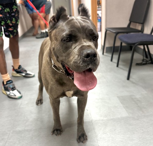 Shelter Stray Female Dog last seen W HIGHLAND AVE X MASSACHUSETTS AVE, San Bernardino, CA 92401
