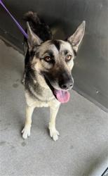 Shelter Stray Female Dog last seen N CACTUS AVE X W BOHNERT AVE, San Bernardino, CA 92401