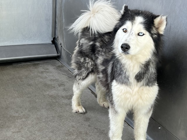 Shelter Stray Female Dog last seen Near BLOCK OF FARRALON CT, San Bernardino, CA 92401