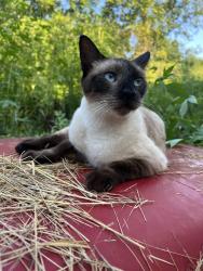 Lost Female Cat last seen Near Ina Mae Dr, Madison County, NC 28753