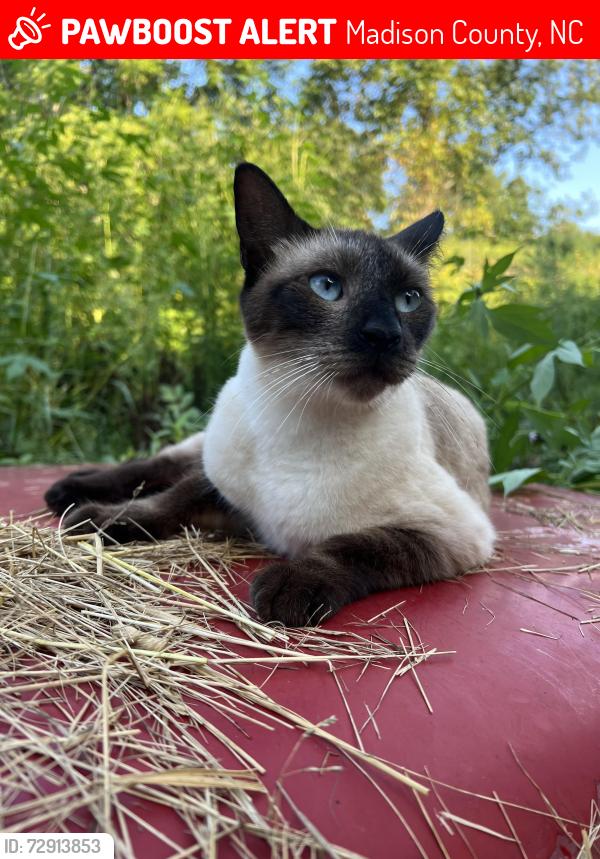 Lost Female Cat last seen Near Ina Mae Dr, Madison County, NC 28753
