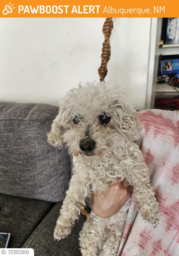 Found/Stray Male Dog last seen by Lowe's grocery, Albuquerque, NM 87107