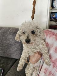 Found/Stray Male Dog last seen by Lowe's grocery , Albuquerque, NM 87107