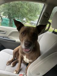 Reunited Female Dog last seen Near Hebsibah church , Tuscaloosa County, AL 35111