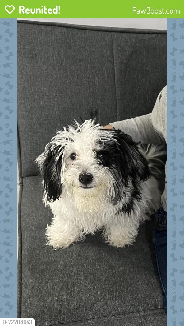Reunited Male Dog last seen Near 117 st, Queens, NY 11356