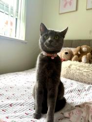Reunited Female Cat last seen Broadway Rd, Belfast, Northern Ireland BT12