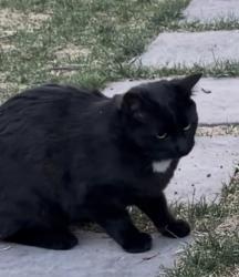 Reunited Female Cat last seen Wadsworth and 10th Ave , Lakewood, CO 80214