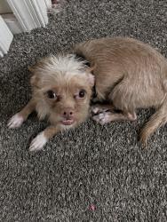 Found/Stray Male Dog last seen Kingsessing ave, Philadelphia, PA 19143