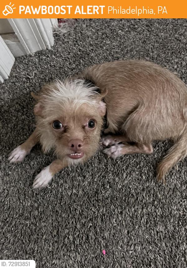 Found/Stray Male Dog last seen Kingsessing ave, Philadelphia, PA 19143