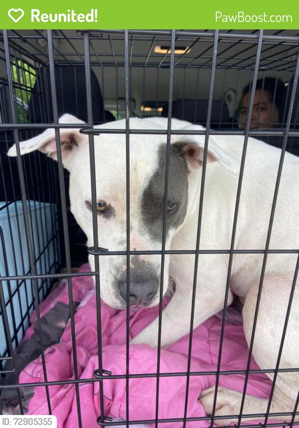 Reunited Male Dog last seen Fm 455 Fm 2450, Bolivar, TX 76266