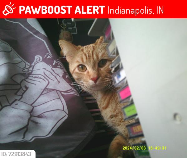 Lost Male Cat last seen Near north post rd  , Indianapolis, IN 46236