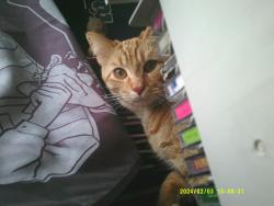 Lost Male Cat last seen Near north post rd  , Indianapolis, IN 46236
