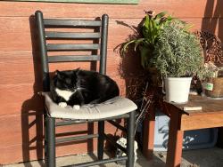 Reunited Female Cat last seen Pine Tree Lane, Fort Bragg, CA 95437
