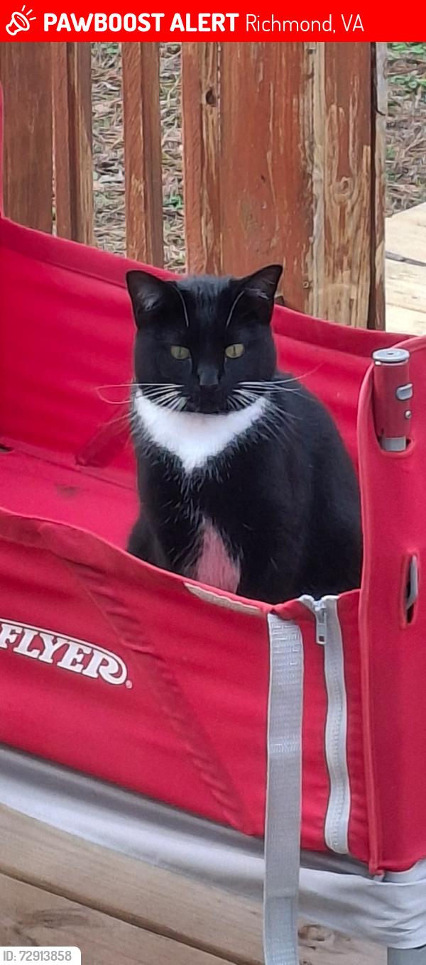 Lost Female Cat last seen Lourdes Rd Viking Ln, Richmond, VA 23228