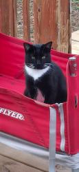 Lost Female Cat last seen Lourdes Rd Viking Ln, Richmond, VA 23228