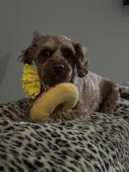 Reunited Female Dog last seen Berkeley Heights Elementary School and local park , Berkeley Heights, NJ 07922