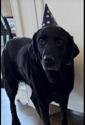 Reunited Female Dog last seen Londonderry Rd, Edina, MN 55436