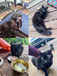 Reunited Male Cat last seen Brookhaven Dr and Lake Circle, Columbia, TN 38401