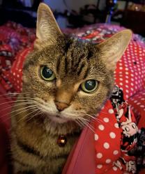 Lost Male Cat last seen Vienna Road and Loomis Avenue , Clio, MI 48420